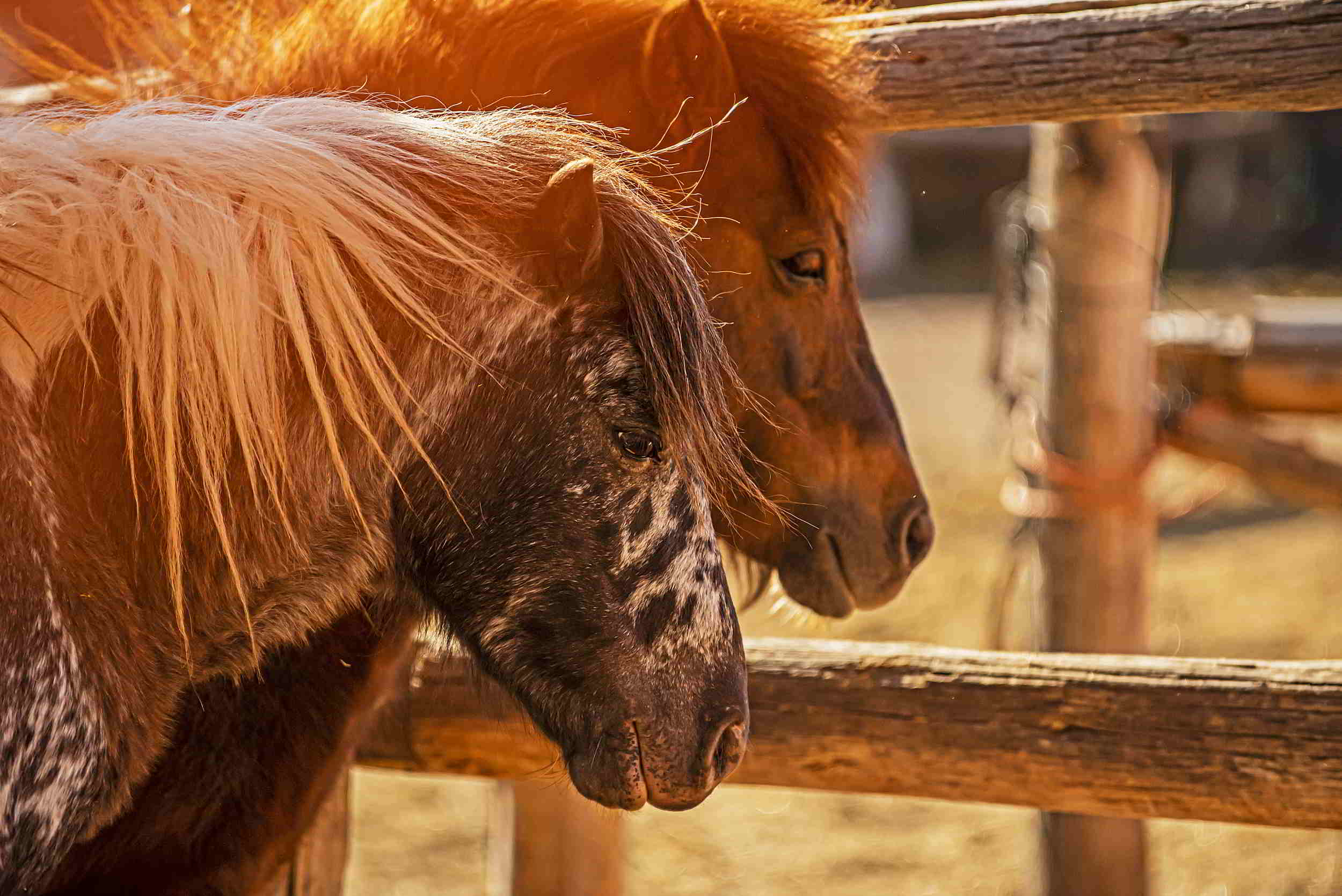 Paint Horses Ranch ponies